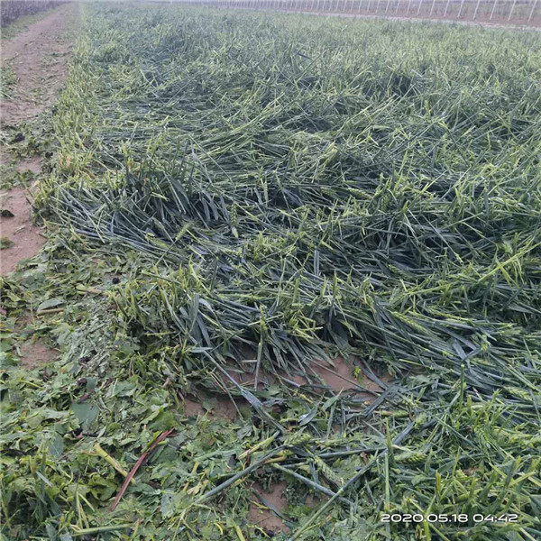 中國人?？创逑隆暗?青島萊西村莊莊稼受災(zāi)保險(xiǎn)理賠遭遇雙重“標(biāo)準(zhǔn)”