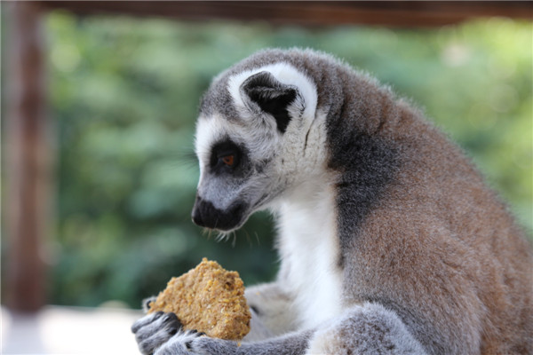 保護動物 共享未來——青島森林野生動物世界中秋國慶動物世界科普研學季