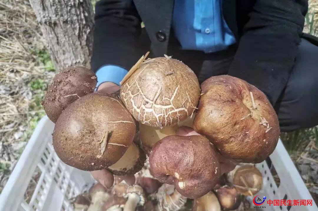 山東濰坊昌樂(lè)縣紅河鎮(zhèn)庵泉村“林下掘金”撬動(dòng)林下循環(huán)經(jīng)濟(jì)