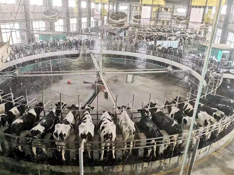 青島萊西城投“雙管齊下”解決奶牛養(yǎng)殖和奶源供應“卡脖子”問題