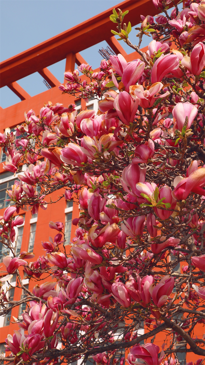 “凝聚精神的力量”恒星學(xué)院文化系列報(bào)道之十一：大學(xué)使命：造就卓越的應(yīng)用型人才