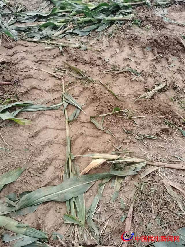 「關(guān)注」濰坊市寒亭區(qū)朱里街道：即將成熟玉米被毀 強(qiáng)占基本農(nóng)田到底是誰的理？