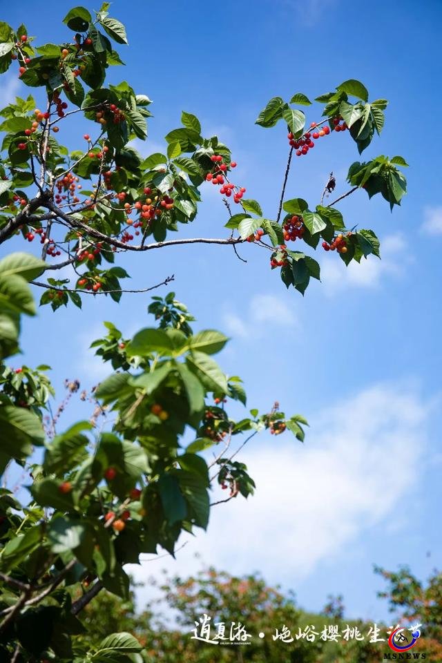 紅了櫻桃，恣了游客，富了村民 ——“山色峪櫻桃生活節(jié)”圓滿收官