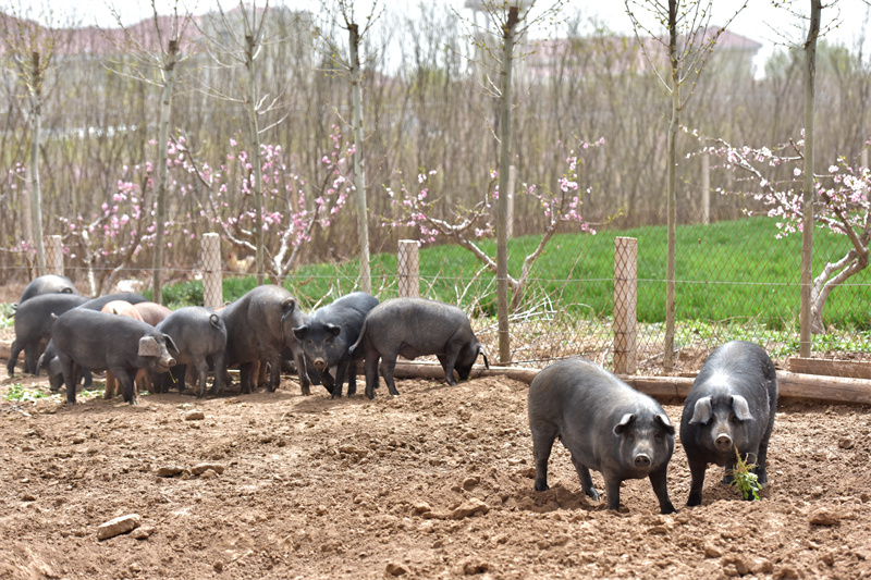 即墨靈山腳下崛起＂黑豬王國＂：陽光農(nóng)場打造半島生態(tài)養(yǎng)殖新標(biāo)桿