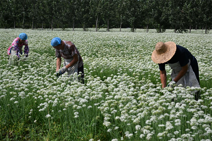 山東即墨：韭花飄香助農增收